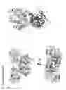 Fig. 33 - Binding molecules specific for CD73 and uses thereof