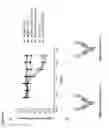 Fig. 44 - Binding molecules specific for CD73 and uses thereof