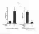 Fig. 06 - Method for producing adenohypophysis or precursor tissue thereof