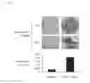 Fig. 09 - Osteoblasts and method for generating same