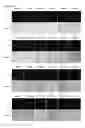 Fig. 37 - Cell-permeable reprogramming factor (iCP-RF) recombinant protein and use thereof