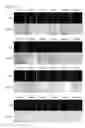 Fig. 40 - Cell-permeable reprogramming factor (iCP-RF) recombinant protein and use thereof