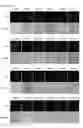 Fig. 41 - Cell-permeable reprogramming factor (iCP-RF) recombinant protein and use thereof