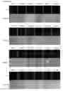 Fig. 43 - Cell-permeable reprogramming factor (iCP-RF) recombinant protein and use thereof