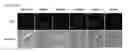 Fig. 45 - Cell-permeable reprogramming factor (iCP-RF) recombinant protein and use thereof