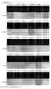 Fig. 46 - Cell-permeable reprogramming factor (iCP-RF) recombinant protein and use thereof