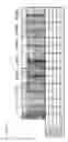 Fig. 71 - Cell-permeable reprogramming factor (iCP-RF) recombinant protein and use thereof