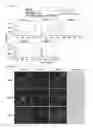 Fig. 74 - Cell-permeable reprogramming factor (iCP-RF) recombinant protein and use thereof