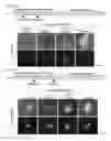 Fig. 79 - Cell-permeable reprogramming factor (iCP-RF) recombinant protein and use thereof