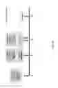 Fig. 15 - METHODS FOR PRODUCING VIRUS FOR VACCINE PRODUCTION