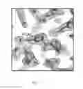 Fig. 08 - High affinity SIRP-alpha reagents and methods of using