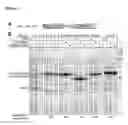 Fig. 03 - Tag removal from proteins expressed in pro- and eukaryotic hosts