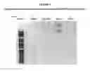 Fig. 09 - Transposase competitor control system