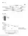 Fig. 02 - Therapeutic agent for a lung disease and/or method for screening for the same