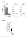 Fig. 04 - Therapeutic agent for a lung disease and/or method for screening for the same