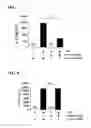 Fig. 05 - Therapeutic agent for a lung disease and/or method for screening for the same