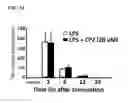 Fig. 07 - Therapeutic agent for a lung disease and/or method for screening for the same
