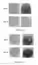 Fig. 13 - Transgenic microalgae and use thereof as a feed for delivery of interfering RNA molecules