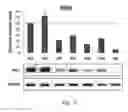 Fig. 03 - Compounds that target MYC microRNA responsive elements for the treatment of MYC-associated cancer