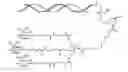 Fig. 02 - Glucokinase (GCK) iRNA compositions and methods of use thereof