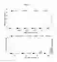 Fig. 08 - Compositions and methods for inhibiting expression of RRM2 genes