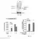 Fig. 06 - Methods of enhancing translation ability of RNA molecules, treatments, and kits