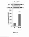 Fig. 08 - Methods of enhancing translation ability of RNA molecules, treatments, and kits