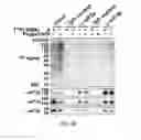 Fig. 12 - Methods of enhancing translation ability of RNA molecules, treatments, and kits