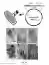 Fig. 02 - Transgenic legumes