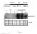 Fig. 04 - Transgenic legumes