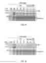 Fig. 09 - Transgenic legumes
