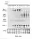 Fig. 43 - Transgenic legumes