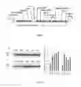 Fig. 02 - Improvement of Plant Yield