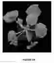 Fig. 03 - METHOD FOR INCREASING ABILITY OF A PLANT TO RESIST AN INVADING DNA VIRUS
