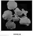Fig. 04 - METHOD FOR INCREASING ABILITY OF A PLANT TO RESIST AN INVADING DNA VIRUS