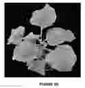 Fig. 06 - METHOD FOR INCREASING ABILITY OF A PLANT TO RESIST AN INVADING DNA VIRUS