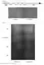 Fig. 08 - IMPROVED NEGATIVE-STRAND RNA VIRAL VECTOR
