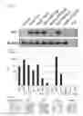 Fig. 20 - IMPROVED NEGATIVE-STRAND RNA VIRAL VECTOR