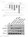 Fig. 22 - IMPROVED NEGATIVE-STRAND RNA VIRAL VECTOR