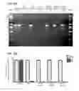 Fig. 06 - Minimal piggyBac vectors for genome integration