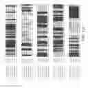Fig. 15 - CRISPR Oligonucleotides and Gene Editing