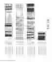 Fig. 18 - CRISPR Oligonucleotides and Gene Editing