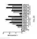 Fig. 40 - CRISPR Oligonucleotides and Gene Editing