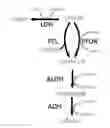 Fig. 01 - THERMOPHILIC MICROORGANISMS FOR CONVERSION OF LIGNOCELLULOSIC BIOMASS TO ETHANOL