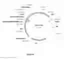Fig. 02 - CELL EXPRESSION SYSTEM