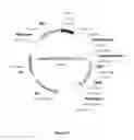 Fig. 07 - CELL EXPRESSION SYSTEM