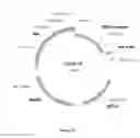 Fig. 09 - CELL EXPRESSION SYSTEM