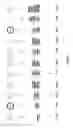 Fig. 06 - Methods and compositions for reducing redundant molecular barcodes created in primer extension reactions