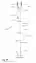 Fig. 08 - CONNECTING MEMBER FOR CONNECTING ELEMENTS OF A SHED FORMING MECHANISM FOR A WEAVING MACHINE WITH EACH OTHER