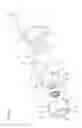 Fig. 06 - WORM REDUCER